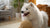 How to Use Treats to Train Your Dog: A Comprehensive Guide for Pet Owners