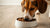 How to Wean a Dog Off Raw Food: A Comprehensive Guide for Pet Owners