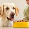How to Wean Your Dog Off Wet Food: A Comprehensive Guide
