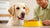 How to Wean Your Dog Off Wet Food: A Comprehensive Guide