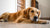 How Will My Dog's Behavior Change After Neutering?-141101531375