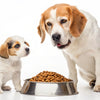 Important Steps on How to Transition from Puppy to Dog Food