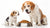 Important Steps on How to Transition from Puppy to Dog Food