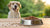 Incorporating Flaxseed into Your Dog's Diet: How Much to Add to Dog Food