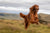 Irish Setter Personality Traits: Energy, Elegance, and Joy