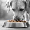 Is a Dry Food Diet Good for Dogs? Understanding the Benefits and Considerations