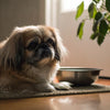 Is a High Protein Diet Good for Dogs? Understanding the Nutritional Needs of Our Canine Companions