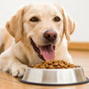 Is a High Protein Dog Food Good for Dogs? Exploring the Nutritional Needs of Our Canine Companions