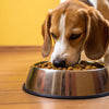 Is a Raised Food Bowl Good for Dogs? Exploring Benefits, Risks, and Recommendations