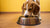Is a Raised Food Bowl Good for Dogs? Exploring Benefits, Risks, and Recommendations