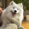 Is a Raw Diet Better for Dogs? Exploring the Benefits and Risks