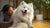 Is a Raw Diet Better for Dogs? Exploring the Benefits and Risks