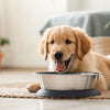 Is a Raw Diet Healthy for Dogs? Understanding the Benefits and Risks