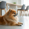 Is a Raw Meat Diet Good for Dogs?