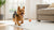 Is a Vegan Diet Good for Dogs? Exploring the Benefits and Risks