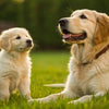 Is Adult Dog Food Bad for Puppies? Understanding Their Nutritional Needs