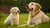 Is Adult Dog Food Bad for Puppies? Understanding Their Nutritional Needs