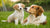 Is Adult Dog Food Good for Puppies? Understanding the Nutritional Needs of Our Growing Friends