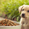 Is Adult Dog Food Okay for Puppies? Understanding the Differences in Nutrition