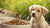 Is Adult Dog Food Okay for Puppies? Understanding the Differences in Nutrition