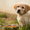Is Adult Dog Food Suitable for a 6-Month-Old Puppy? A Guide to Your Puppy’s Dietary Requirements