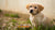Is Adult Dog Food Suitable for a 6-Month-Old Puppy? A Guide to Your Puppy’s Dietary Requirements