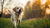 Is Aggression a Learned Behavior in Dogs? Understanding the Complex Dynamics of Canine Aggression