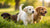 Is All Stages Dog Food Good for Puppies? Understanding Nutritional Needs