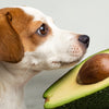 Is Avocado Good for Dogs? A Comprehensive Guide