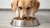 Is Beef Kibble Good for Dogs? Exploring the Benefits and Considerations