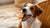 Is Biscuit Good for Dog? Understanding Your Canine’s Treats-141109133551