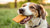 Is Biscuit Ok for Dogs? Understanding Safe Treat Options for Our Furry Friends