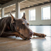 Is Blue Homestyle Recipe Good for Dogs? A Comprehensive Guide for Pet Owners