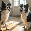 Is Canned Dog Food Cooked? Understanding the Process and What It Means for Your Dog’s Health