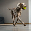 Is Canned Dog Food Good for Dogs? Understanding the Pros, Cons, and What Works Best for Your Furry Friend