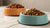 Is Cat Food OK for Dogs to Eat? A Comprehensive Guide-140403933423