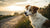 Is Cat Kibble Bad for Dogs? Understanding the Implications of Canine Cat Food Consumption