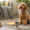 Is Cheese Bad for Puppies? Understanding the Risks and Benefits