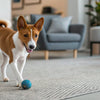Is Chicken Broth Good for Puppies? Exploring the Benefits and Risks