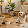 Is Chilli Bad for Dogs? Understanding the Risks and Health Implications