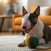 Is Coconut Milk Okay for Dogs? Exploring the Benefits and Risks