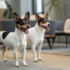 Is Cold Pressed Dog Food Better Than Kibble? A Comprehensive Guide for Pet Owners