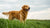 Is Cookie a Good Name for a Dog? Exploring Sweetness in Pet Naming