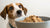 Is Cookie Dough Bad for Dogs? Understanding the Risks and Responsibilities-140927041775