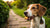 Is Cookies and Cream Good for Dogs? Understanding Treats and Their Impact on Canine Health-140925567215