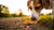 Is Cookies Bad for Dogs? Understanding the Risks and Safe Alternatives-141102973167
