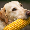 Is Corn Good for Dogs? Understanding the Benefits and Risks