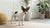 Is Dark Chocolate Bad for Dogs? Understanding the Risks and What You Should Know