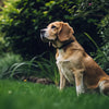 Is Displacement Behavior in Dogs Bad? Understanding and Managing Stress in Our Canine Friends