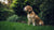 Is Displacement Behavior in Dogs Bad? Understanding and Managing Stress in Our Canine Friends-141099270383